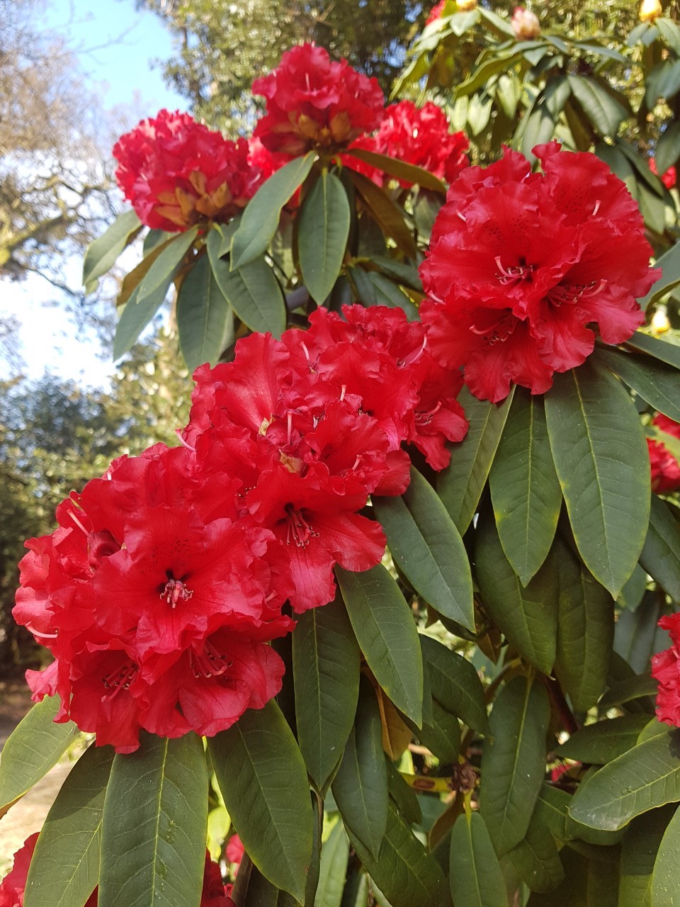 'Grace Seabrook' AGM